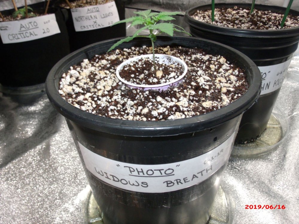 Widow's Breath    Day 15              (2).JPG