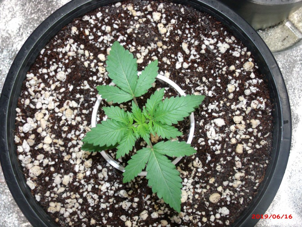 Widow's Breath    Day 15       (3).JPG