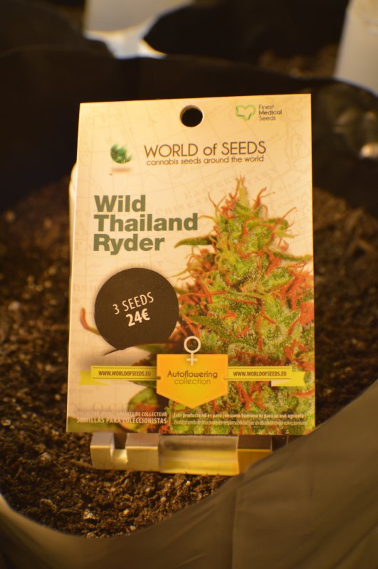 Wild Thailand Ryder 005.JPG