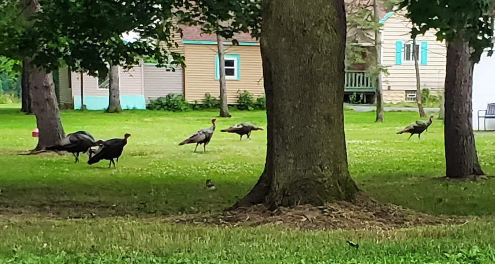 wild_turkeys.jpg