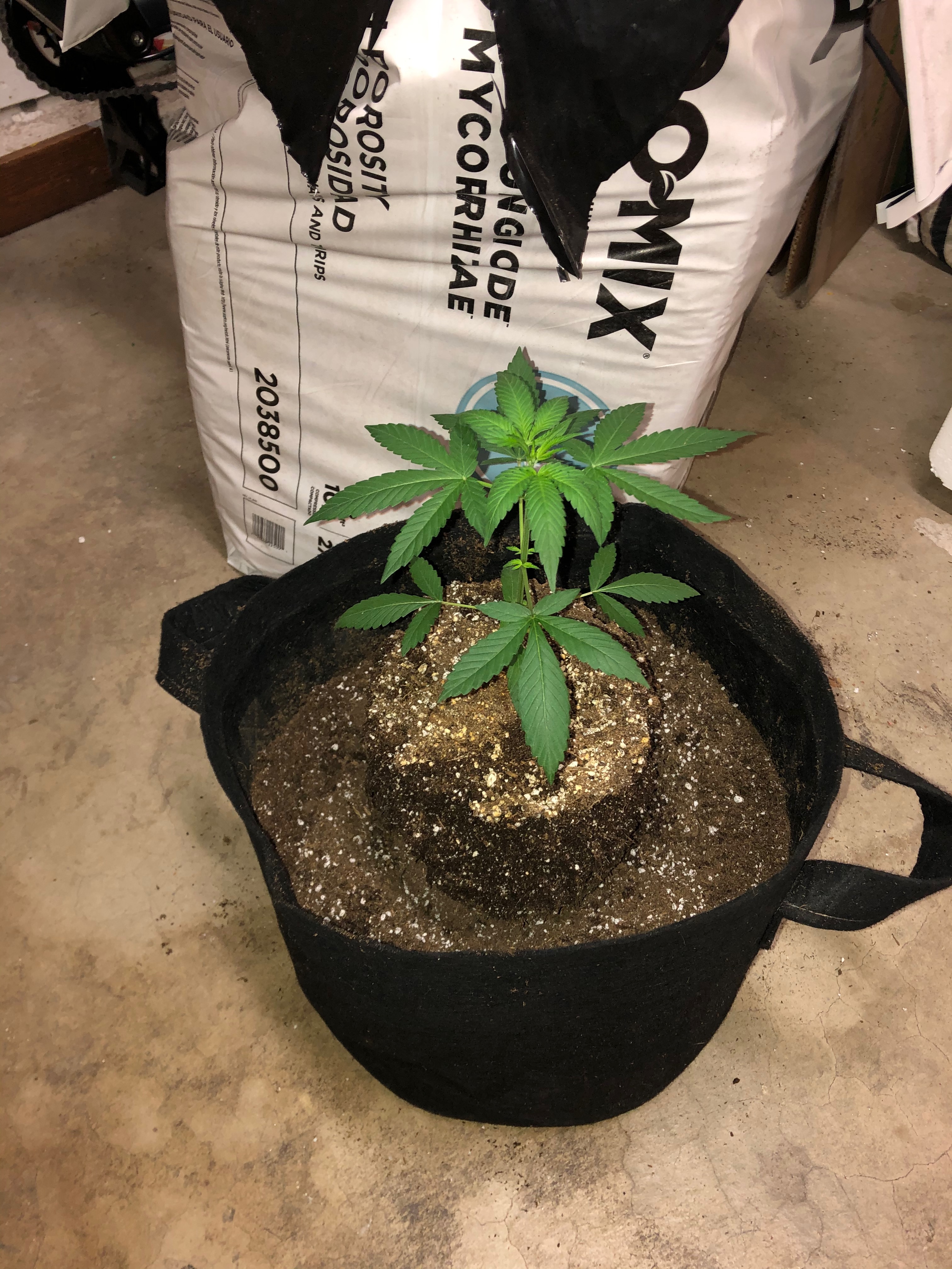 Wizards Apprentice 2gal air-pot transplant.jpeg