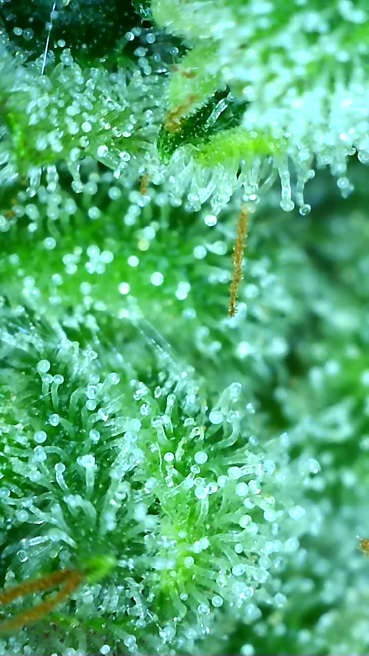 WTF.3_day98_trichs.png