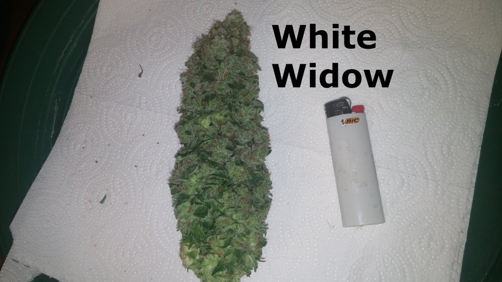 WW Bud.jpg