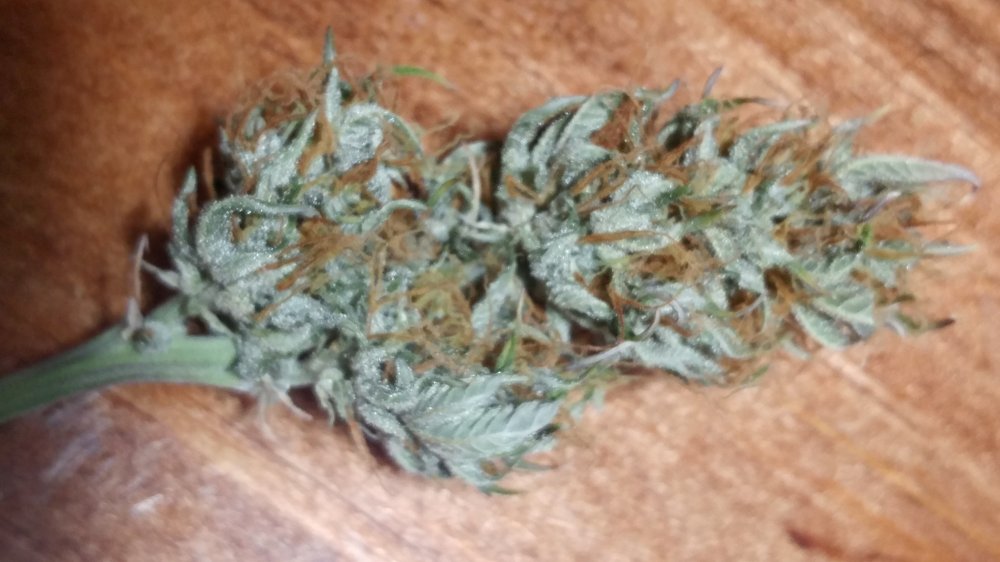 WW Finished Curing Bud.jpg