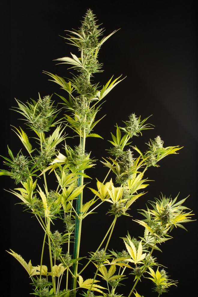 xAutodinafem-Cheese_XXL_Autoflowering-03-5206_gallery_full_660x990.jpg.pagespeed.ic.hMezp6aPpo.jpg