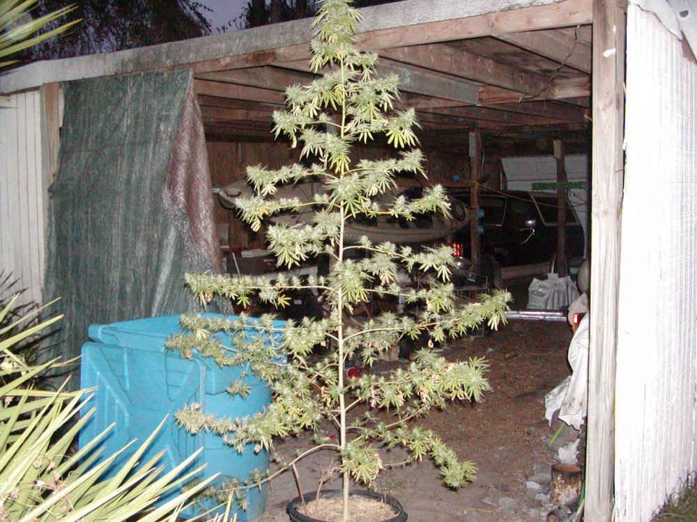 xmas tree 17.3.JPG