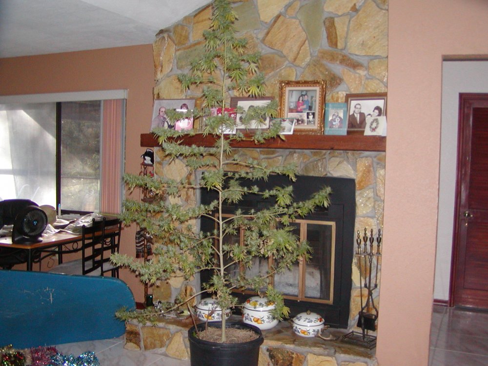 xmas tree 17.5.JPG