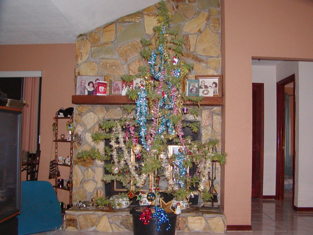 xmas tree 17.8.JPG