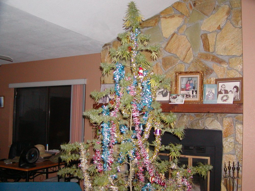 xmas tree 17.9.JPG