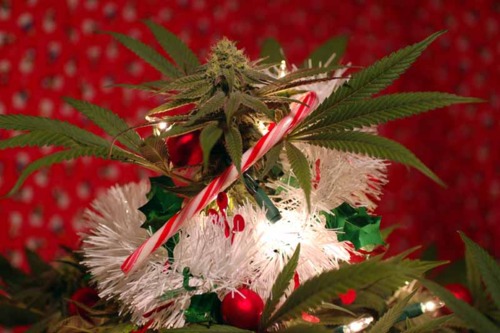 xmas-weed-tree.jpg