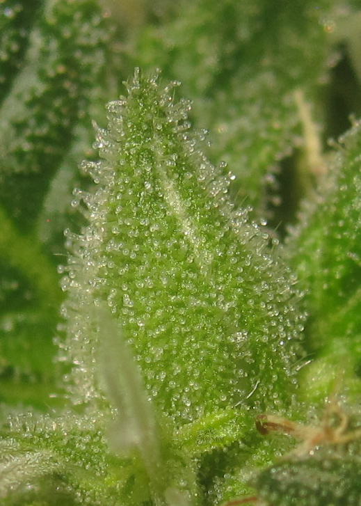 xxxtrichs.JPG