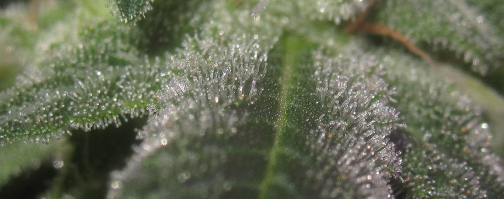 xxxtrichs.JPG