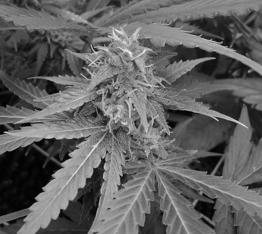 YDB Bud pic 2 -8-7-2015.jpg