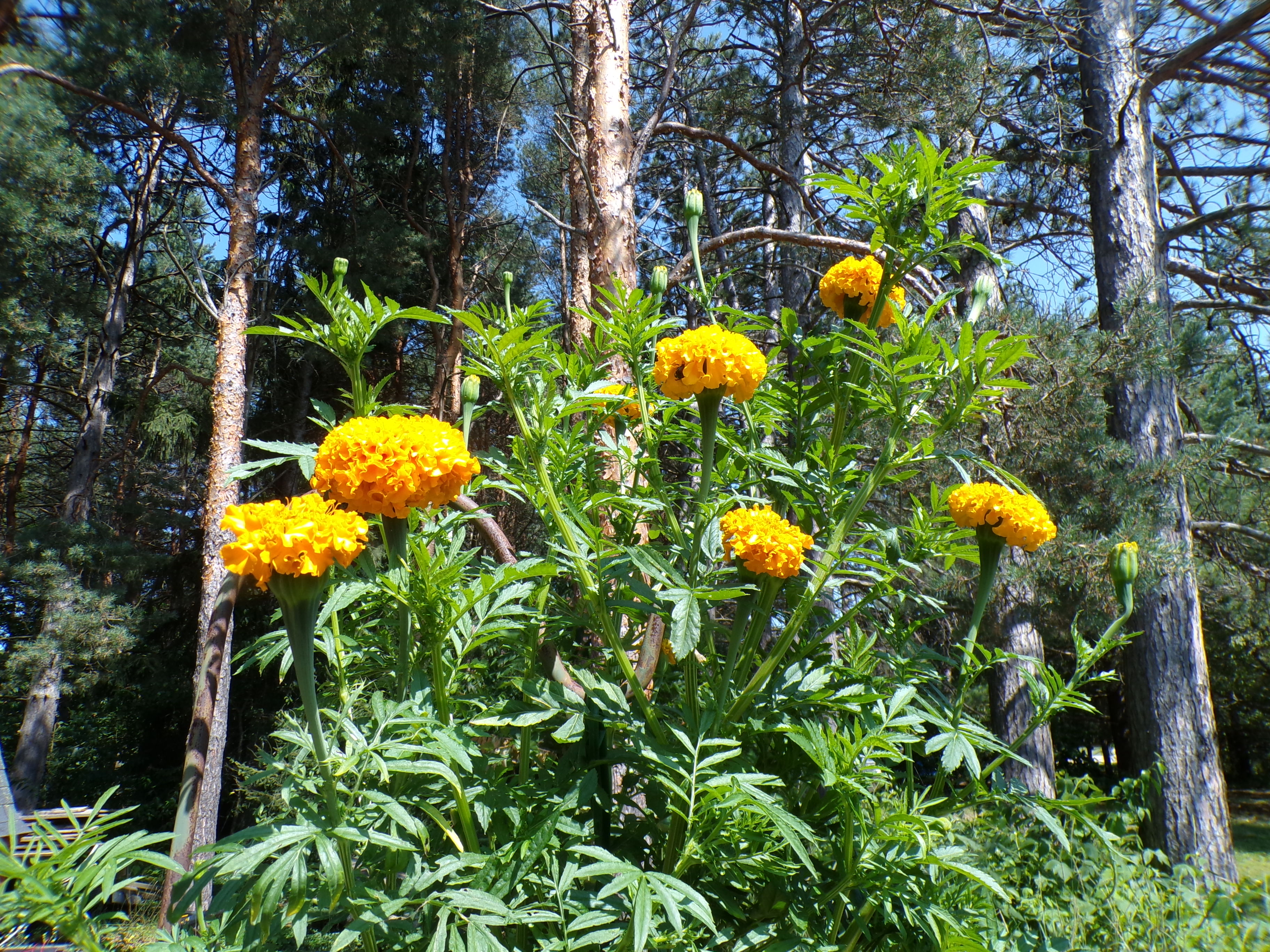 Yellow Marigold.JPG