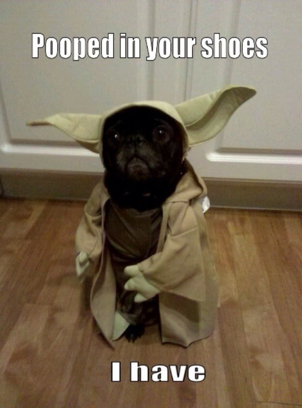 yoda dog.jpg