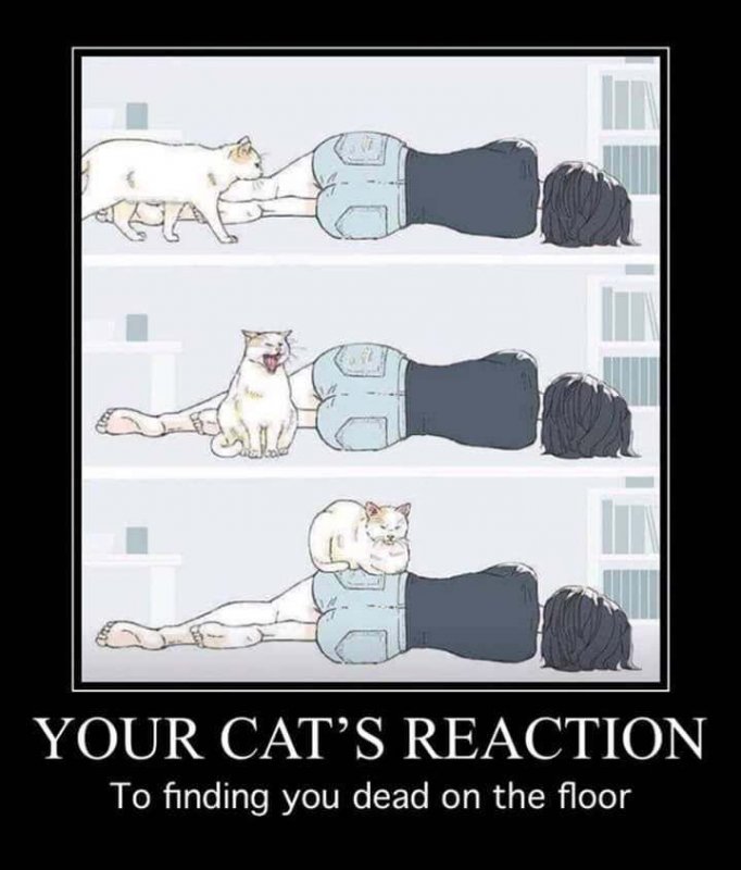 your-cats-Reaction.jpg