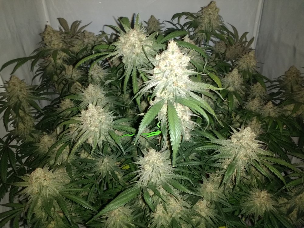 ZK Day 55 (2).jpg