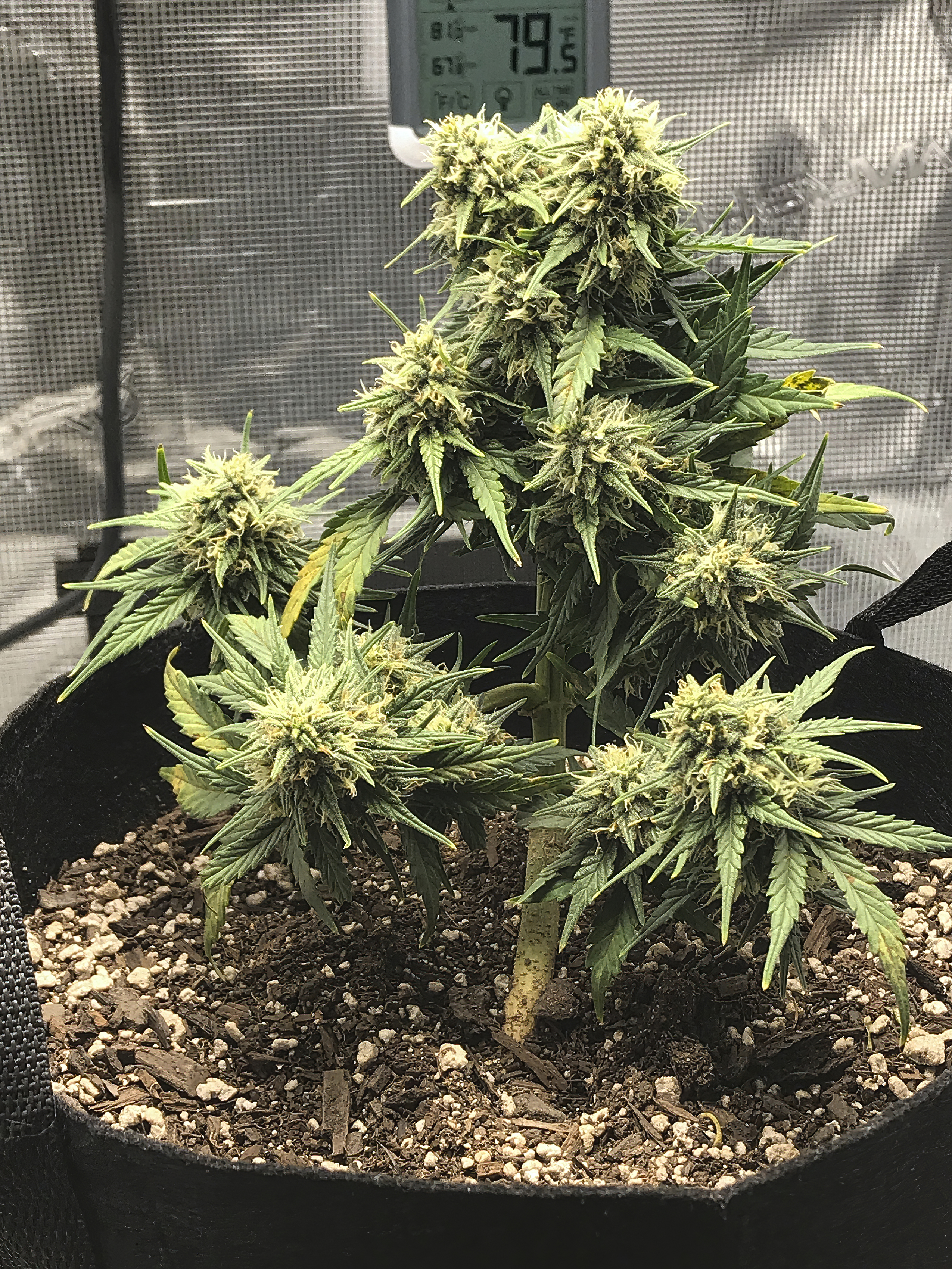 Zkittles Day 53.jpeg