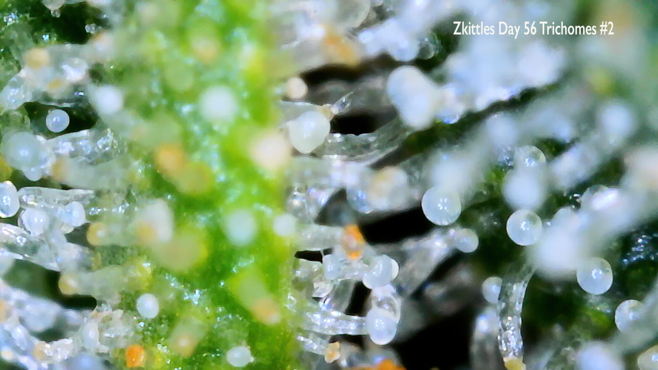 Zkittles Day 56 Trichomes 2.JPG