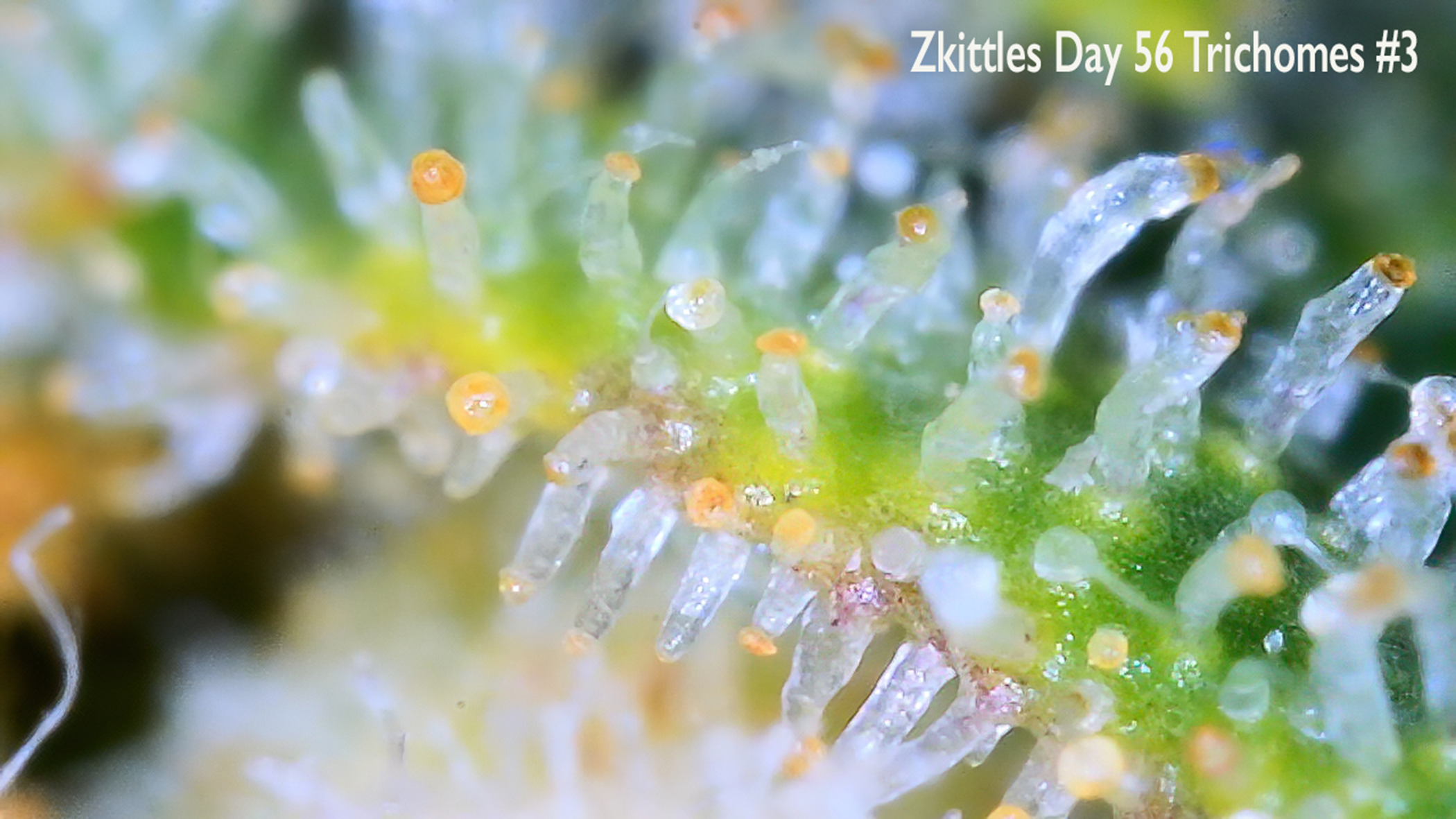 Zkittles Day 56 Trichomes 3.JPG