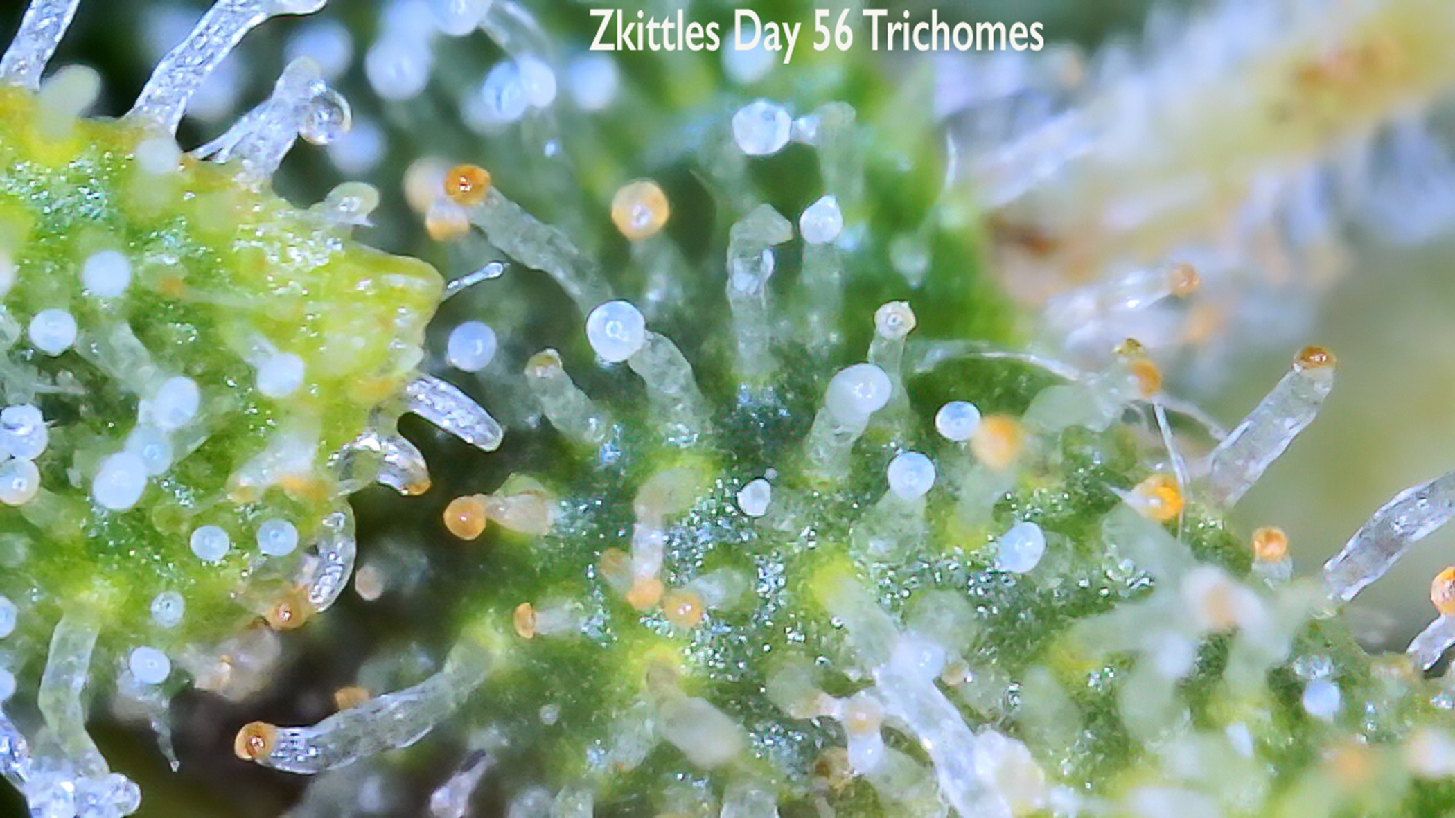 Zkittles Day 56 Trichomes.JPG