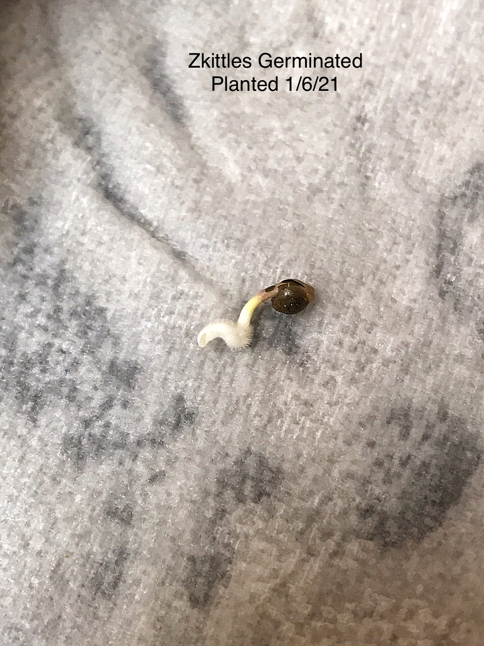 Zkittles Germinated.jpg