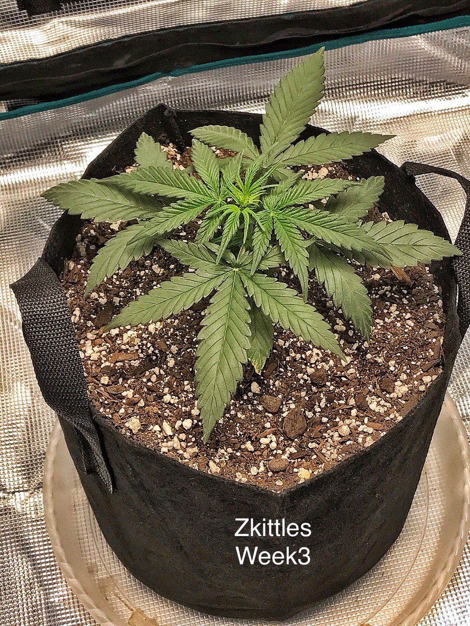 Zkittles Week 3.JPG