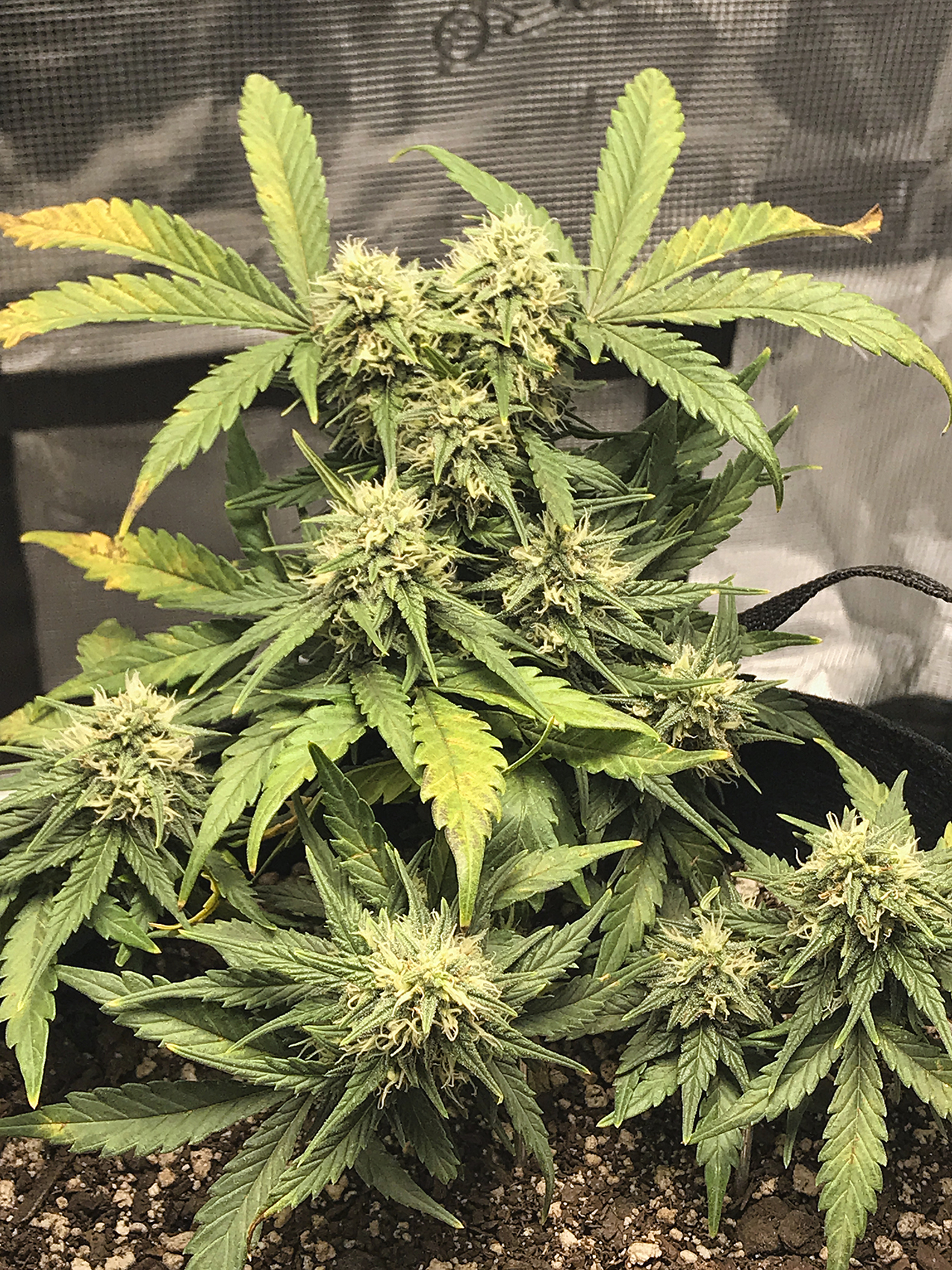 Zkittles Week 7 #2.jpeg