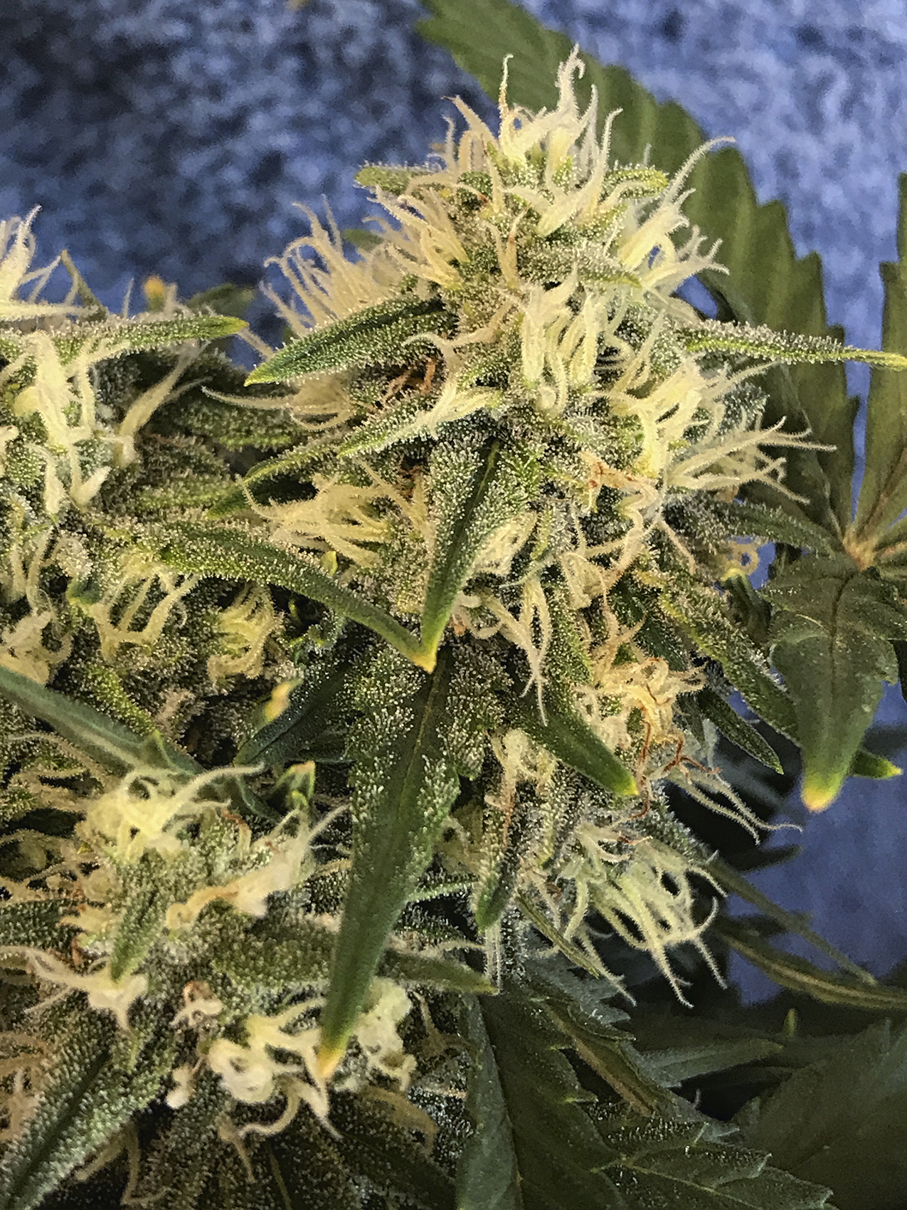 Zkittles Week 7 Bud Frost.jpeg