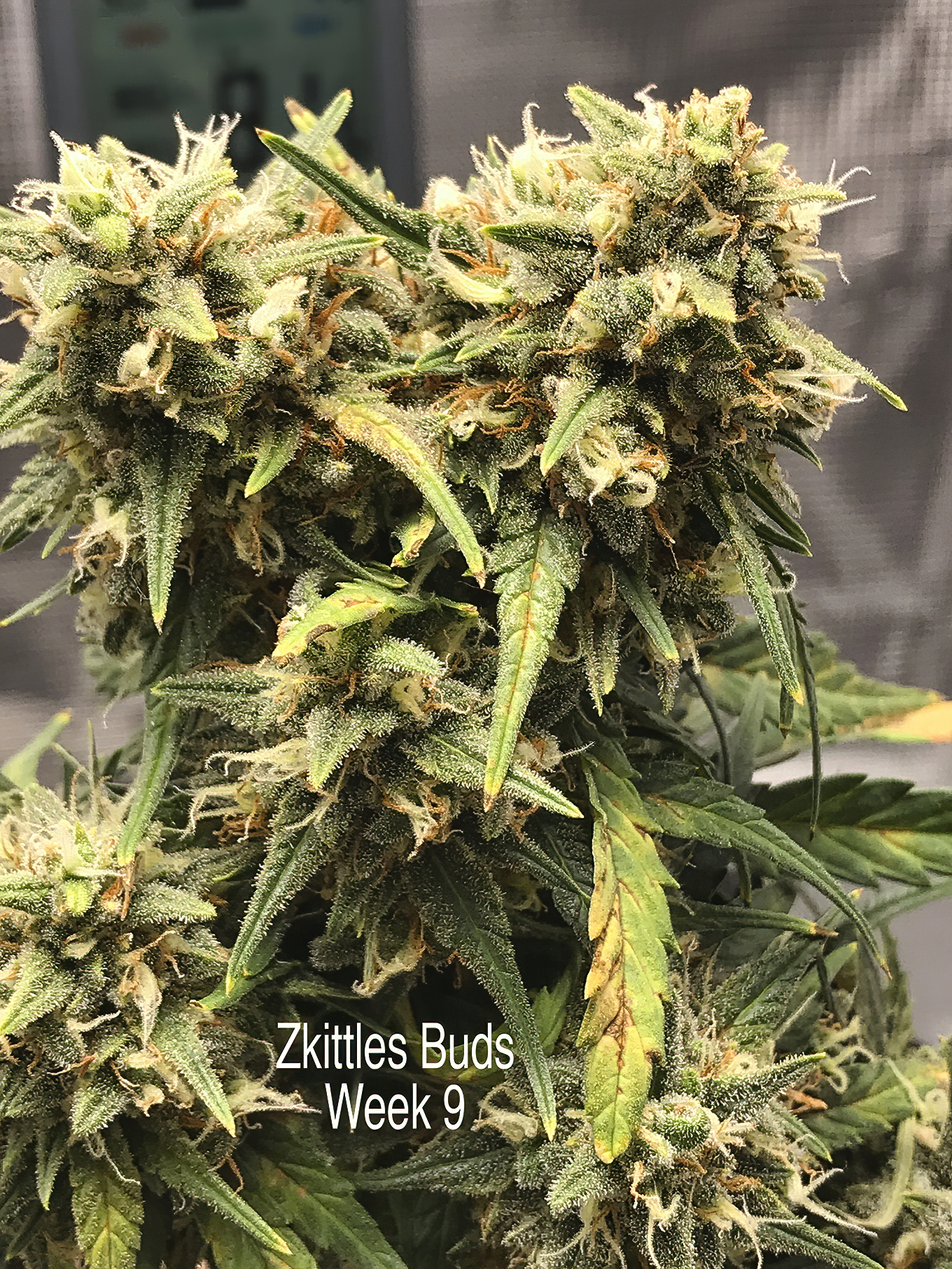 Zkittles Week 9 Buds.jpg