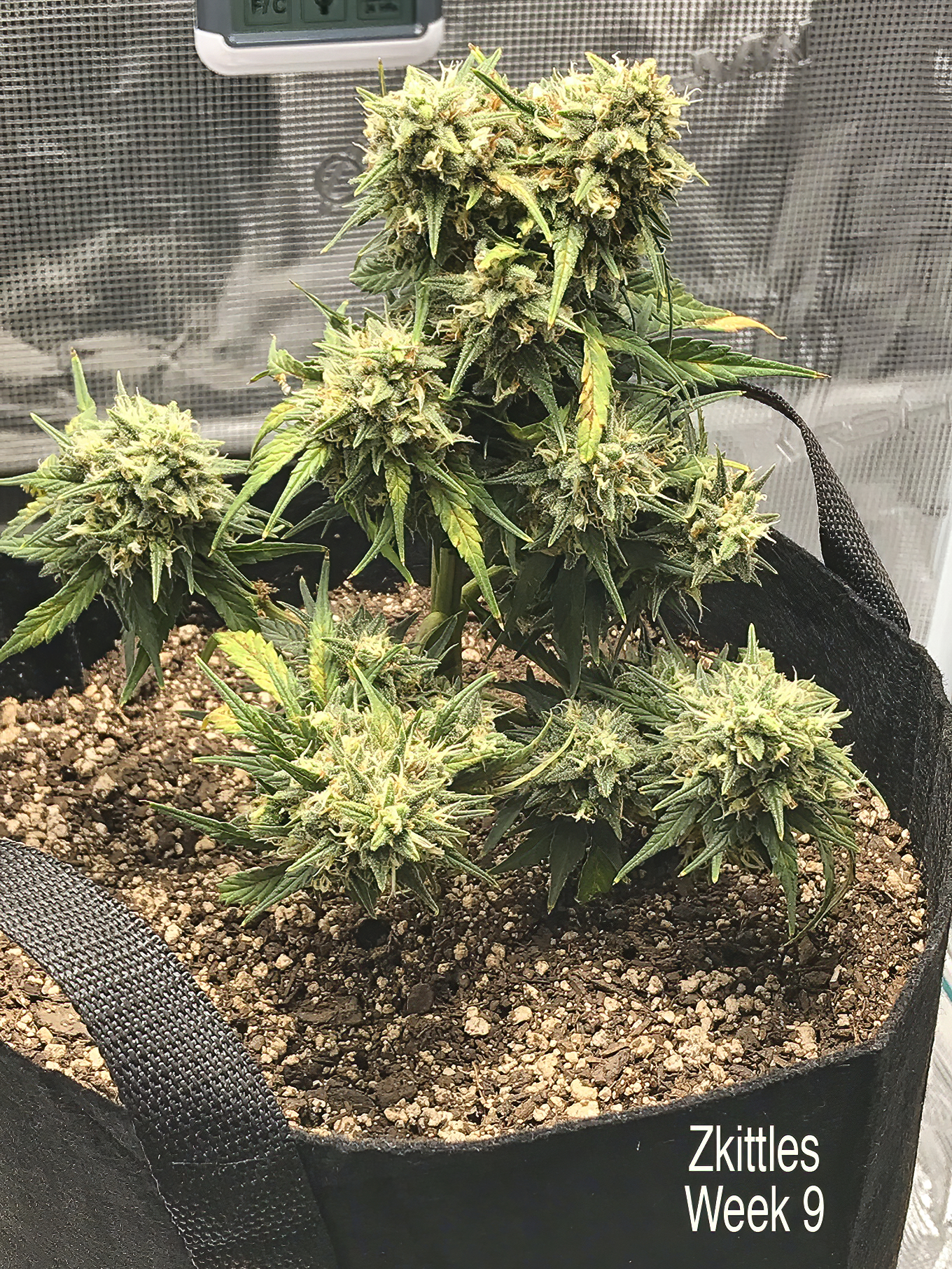 Zkittles Week 9.jpg