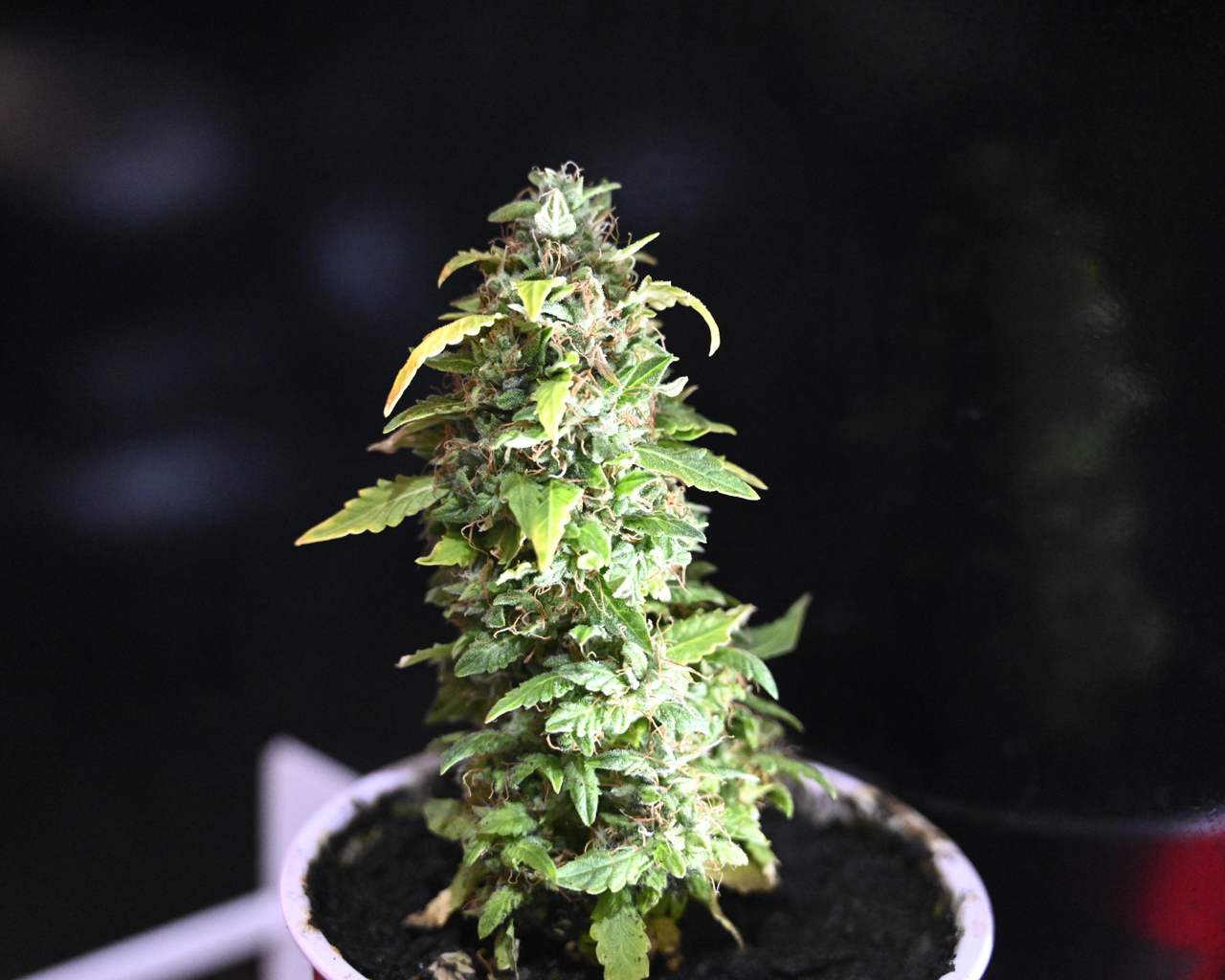 Zkittlez at Day 64 - 3.jpg