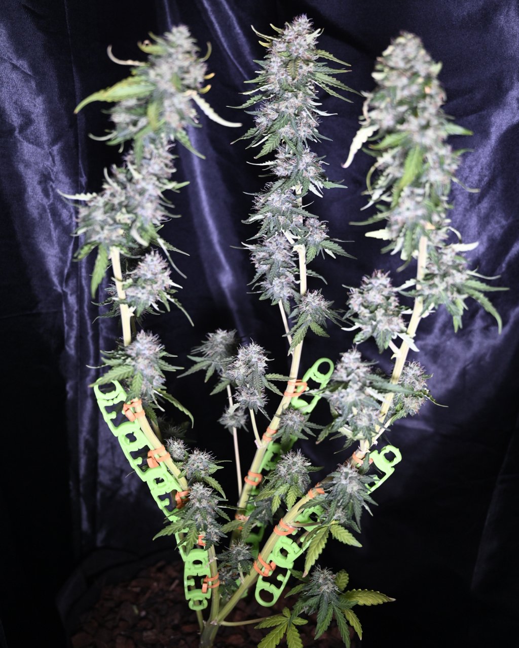 Zkittlez at Day 64 - 4.jpg