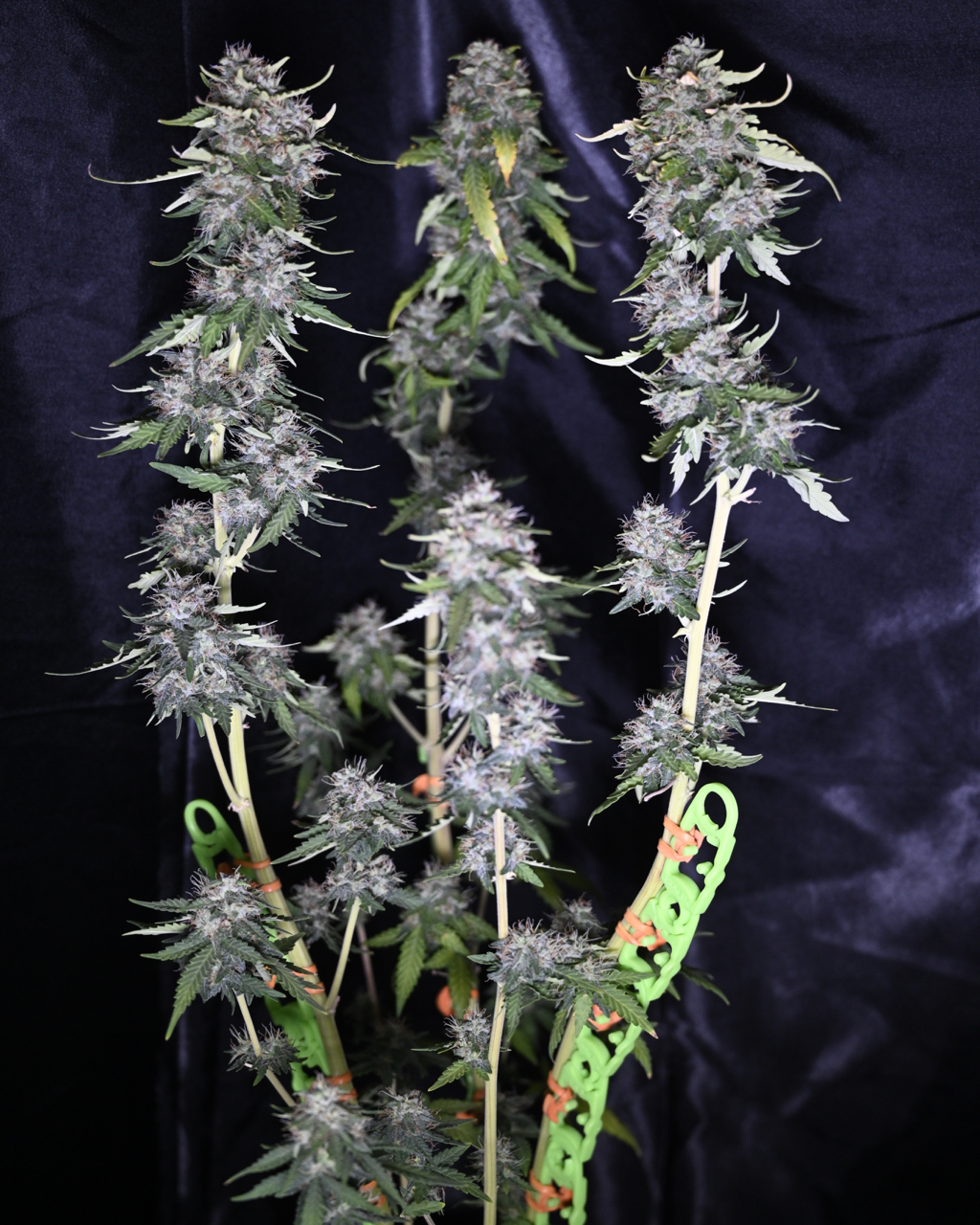 Zkittlez at Day 64 - 5.jpg