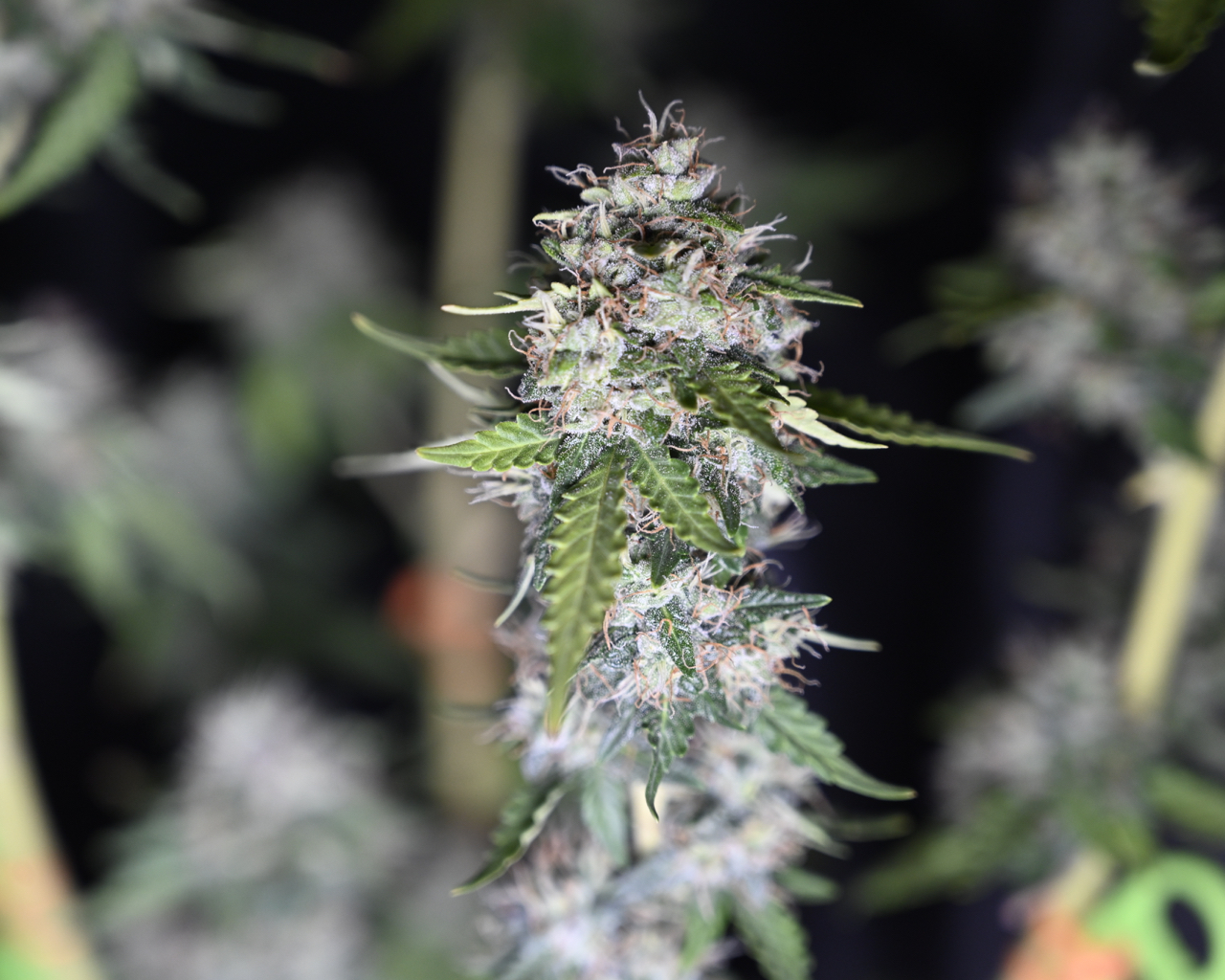 Zkittlez at Day 64 - 6.jpg