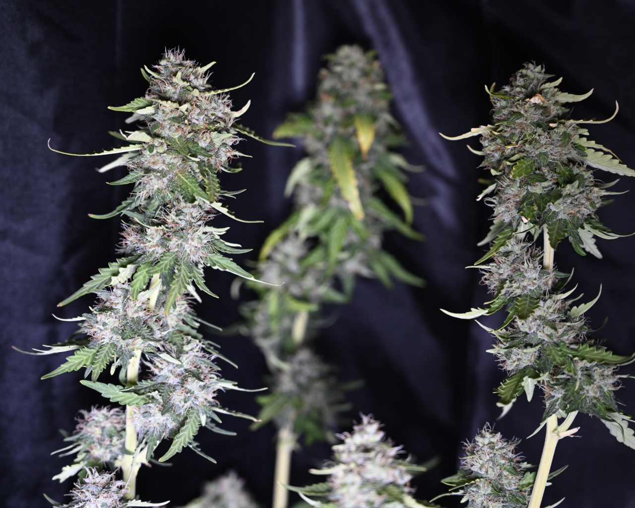 Zkittlez at Day 64 - 7.jpg