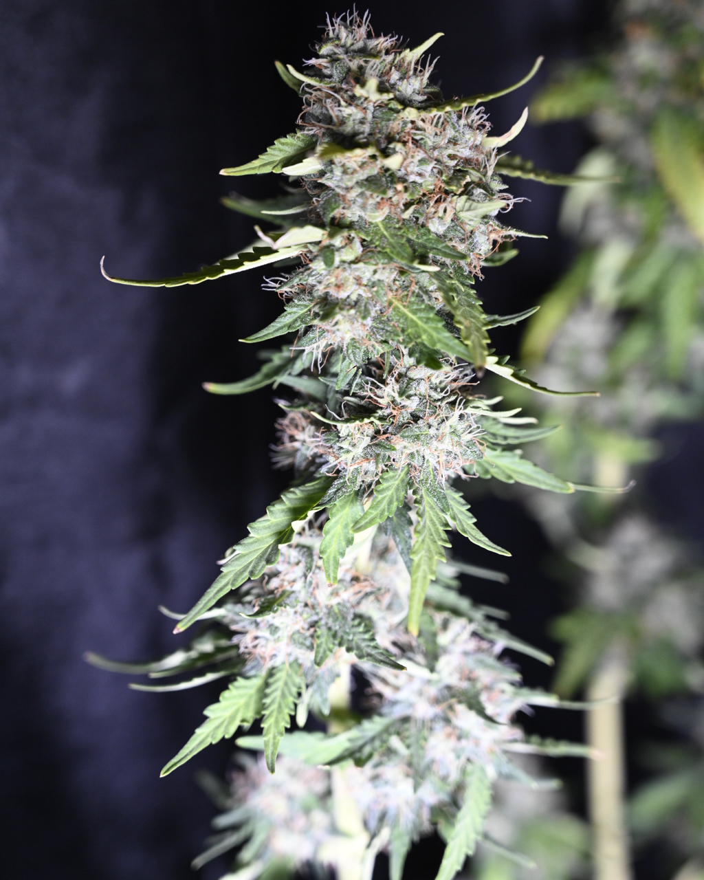 Zkittlez at Day 64 - 8.jpg