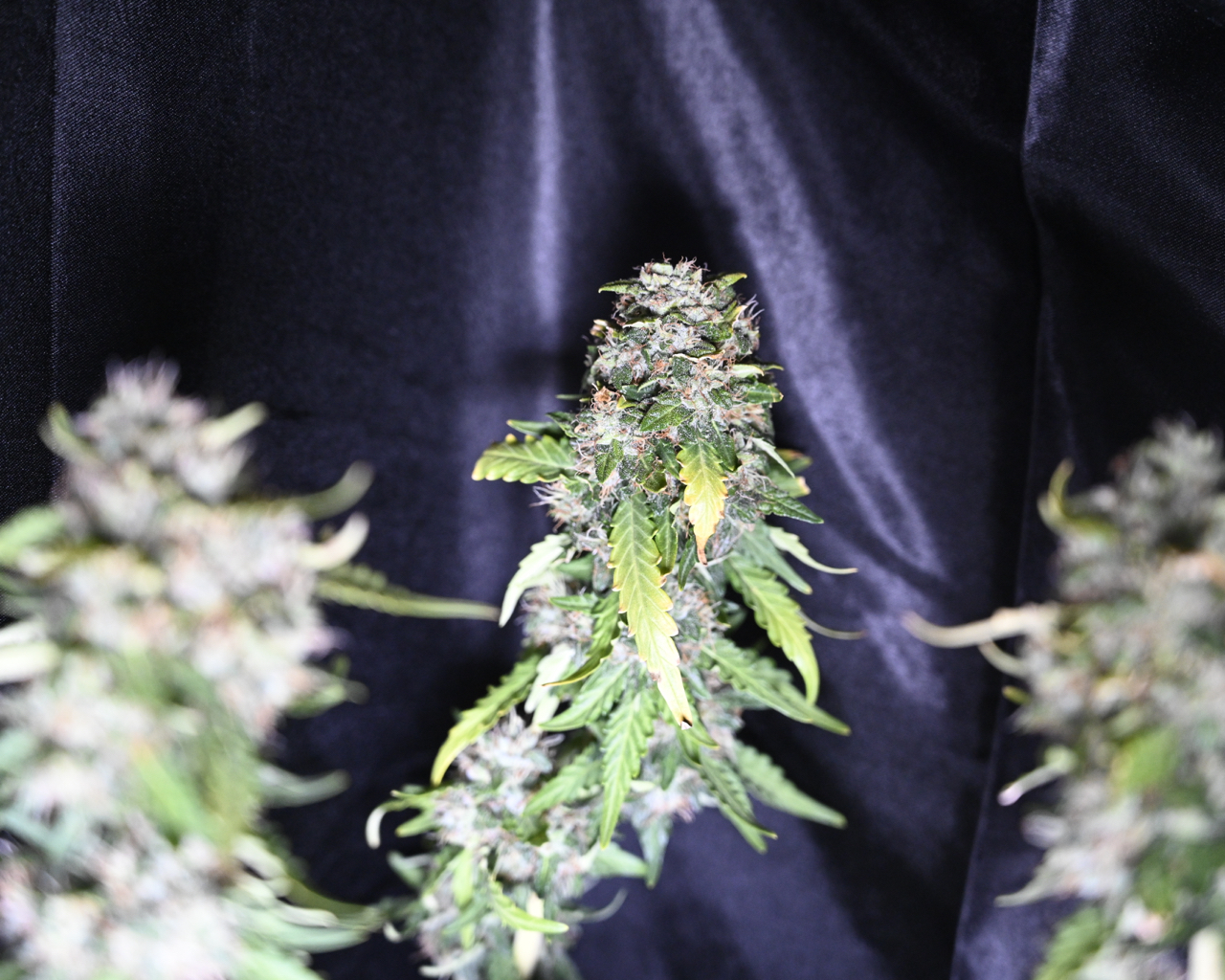 Zkittlez at Day 64 - 9.jpg