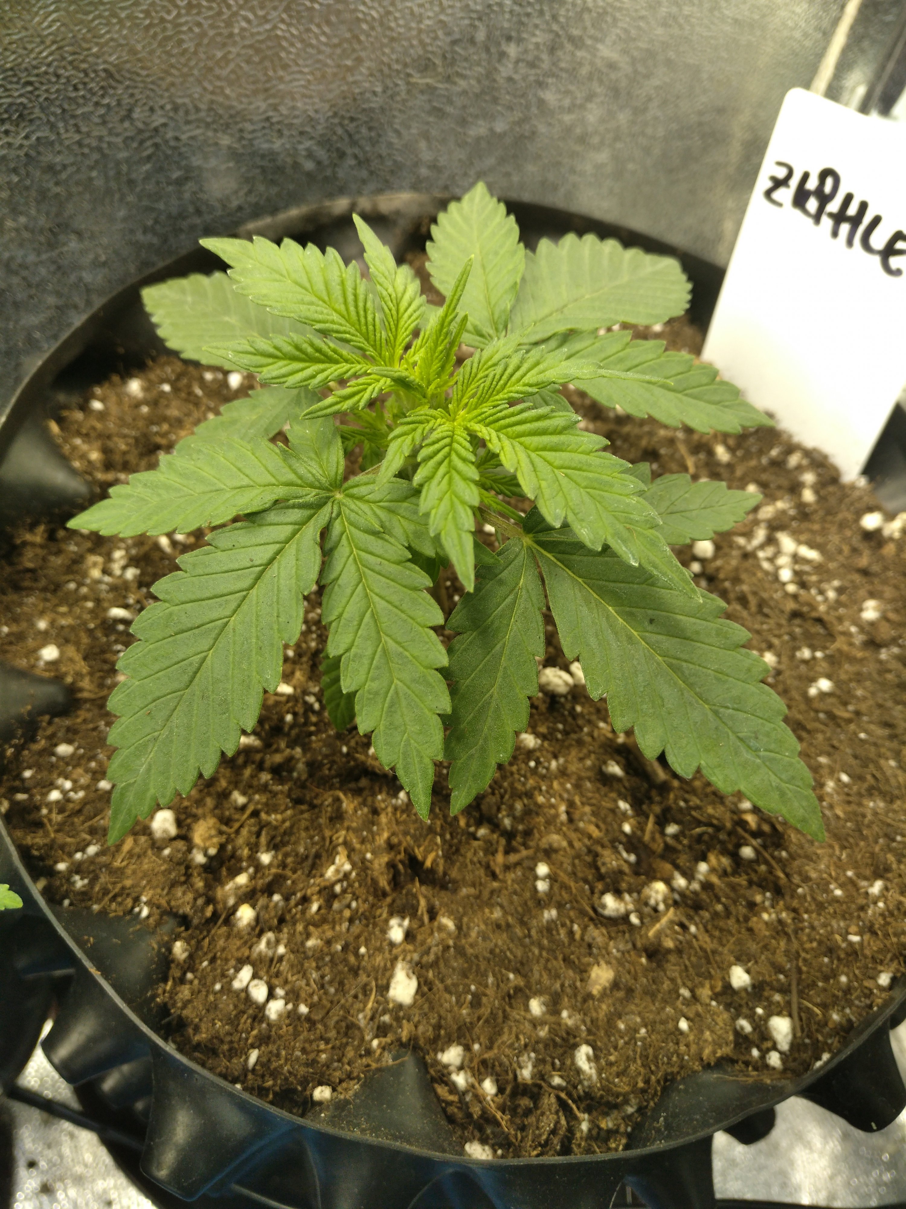 Zkittlez day 14.jpg