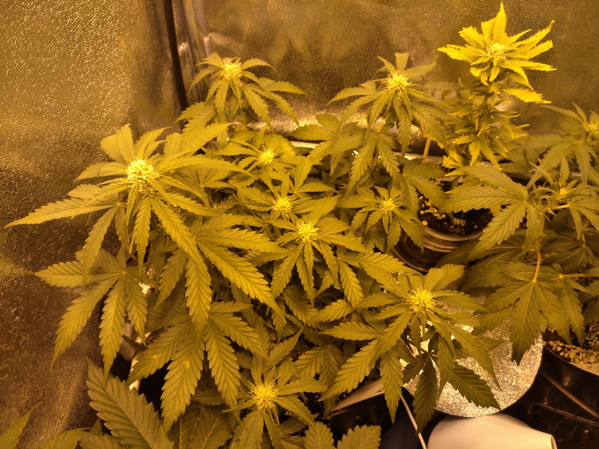 Zkittlez day 35 2.jpg