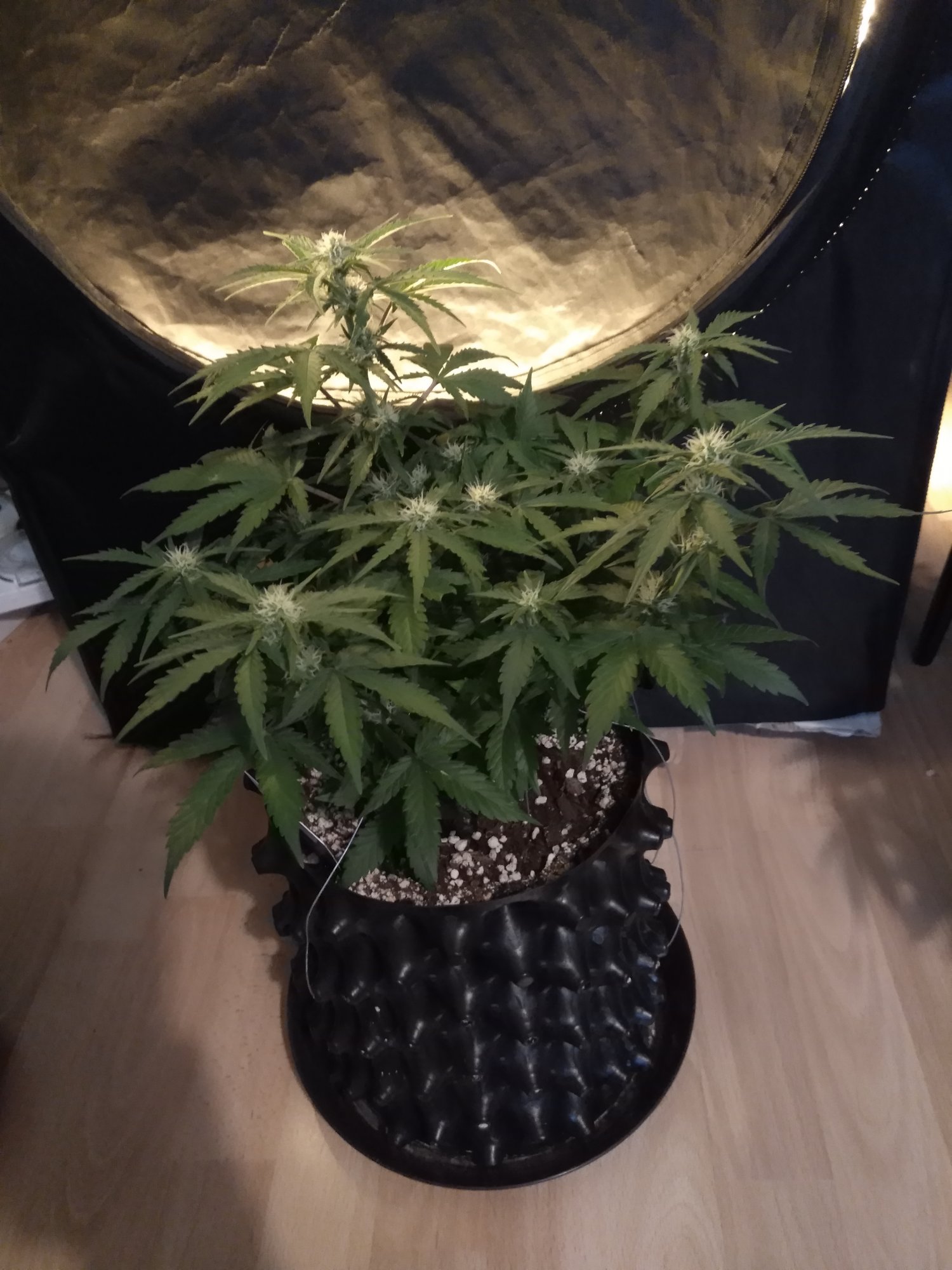 Zkittlez day 35.jpg