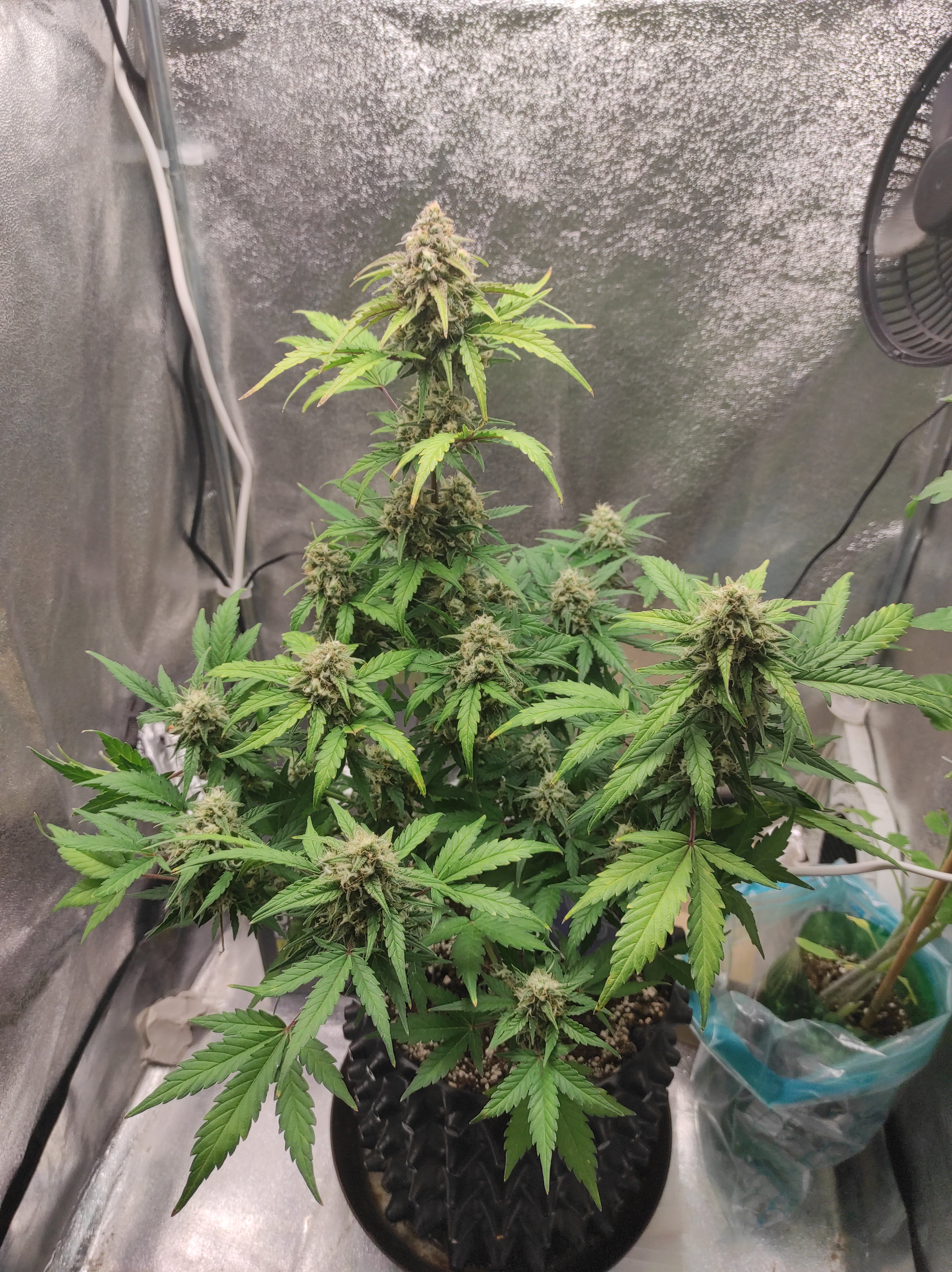 Zkittlez day 57 (3).jpg