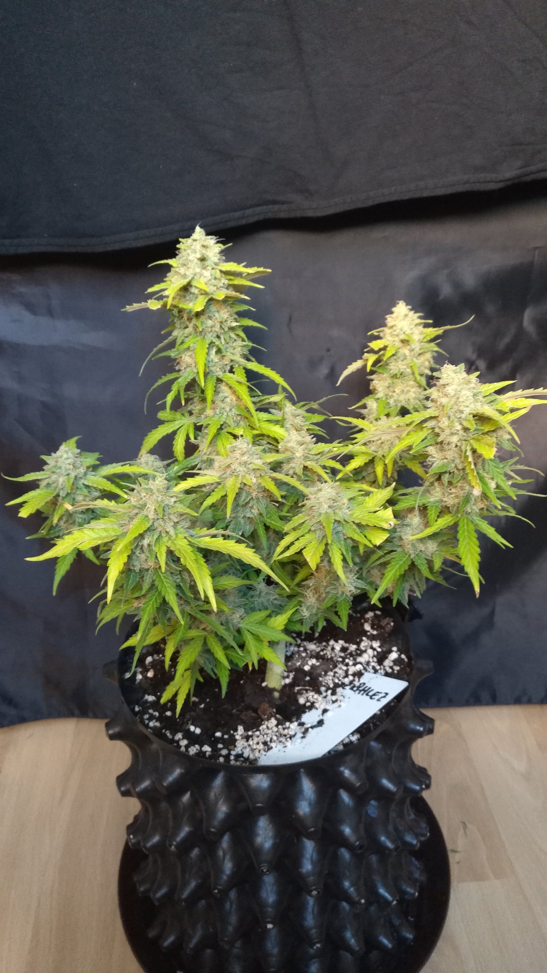 Zkittlez day 63 (2).jpg