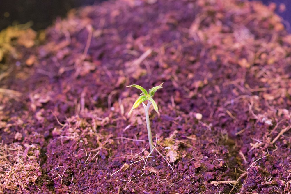 Zkittlez OG Auto Clone day 18.jpg