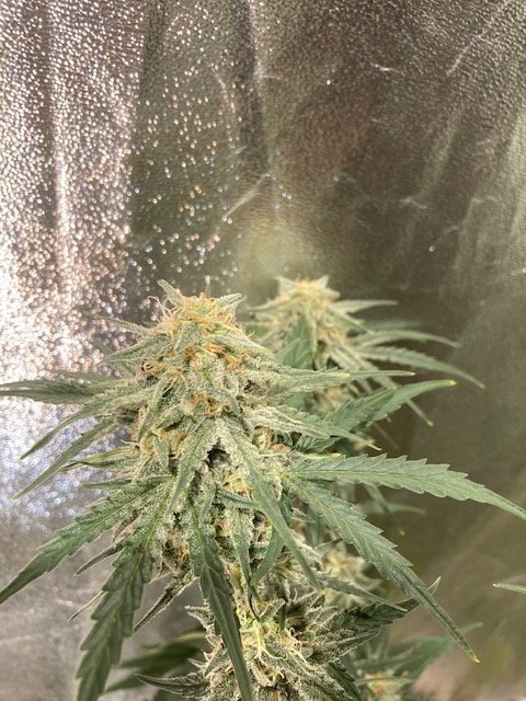 Zkittlez_day 54.jpg