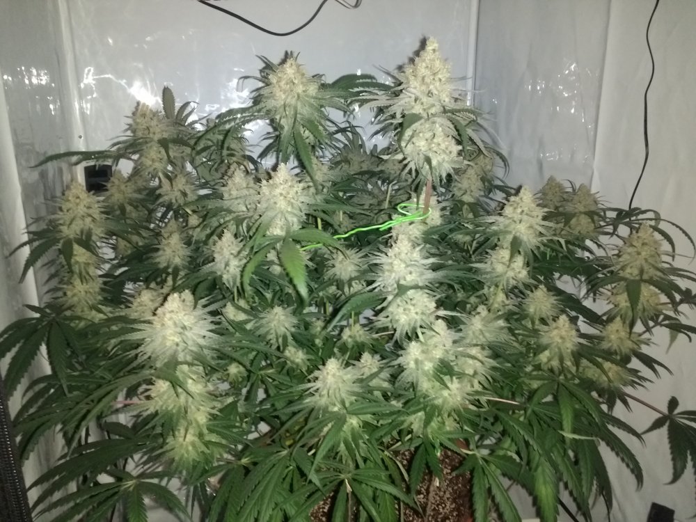 Zombie Kush Day 50 (1).jpg