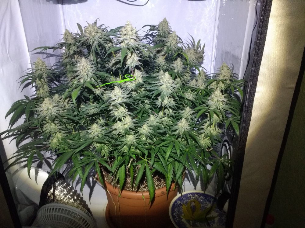 Zombie Kush Day 50 (2).jpg