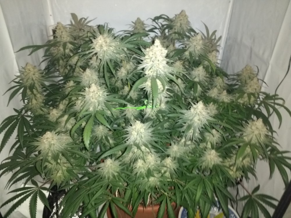 Zombie Kush Day 50 (3).jpg