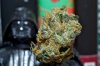 Skywalker-marijuana-strain.jpg