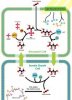 photosynthesis 5.jpg